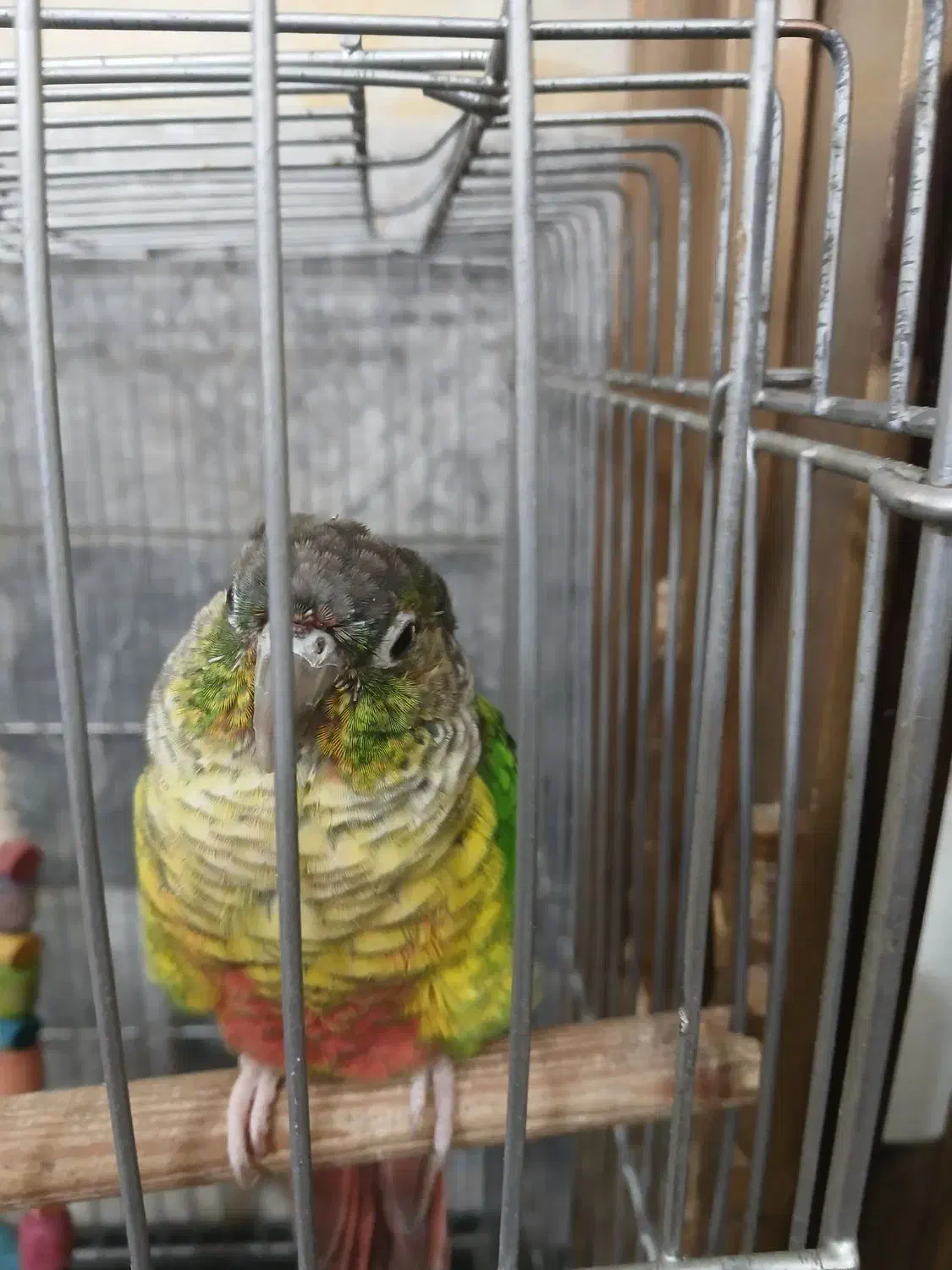 پرنده خوش سیما گرینویچ نر|پرنده|مشهد, فدک|دیوار