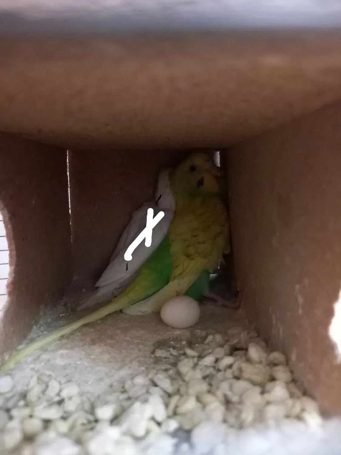 یه جفت مرغ عشق بسیار مولد|پرنده|قم, باجک سه|دیوار