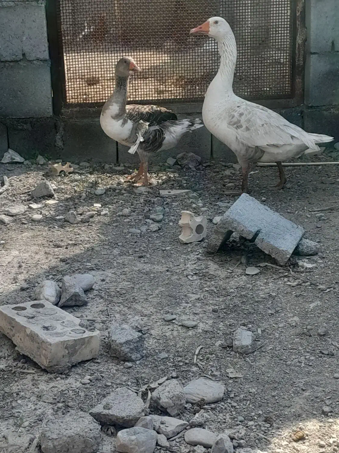 غاز|حیوانات مزرعه|رودان, |دیوار