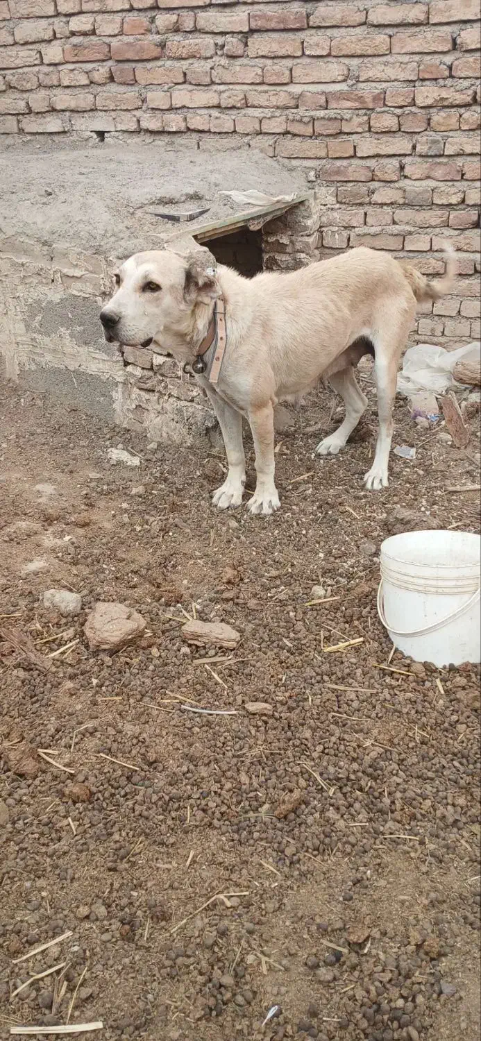 سگ ماده|سگ|سراب, |دیوار