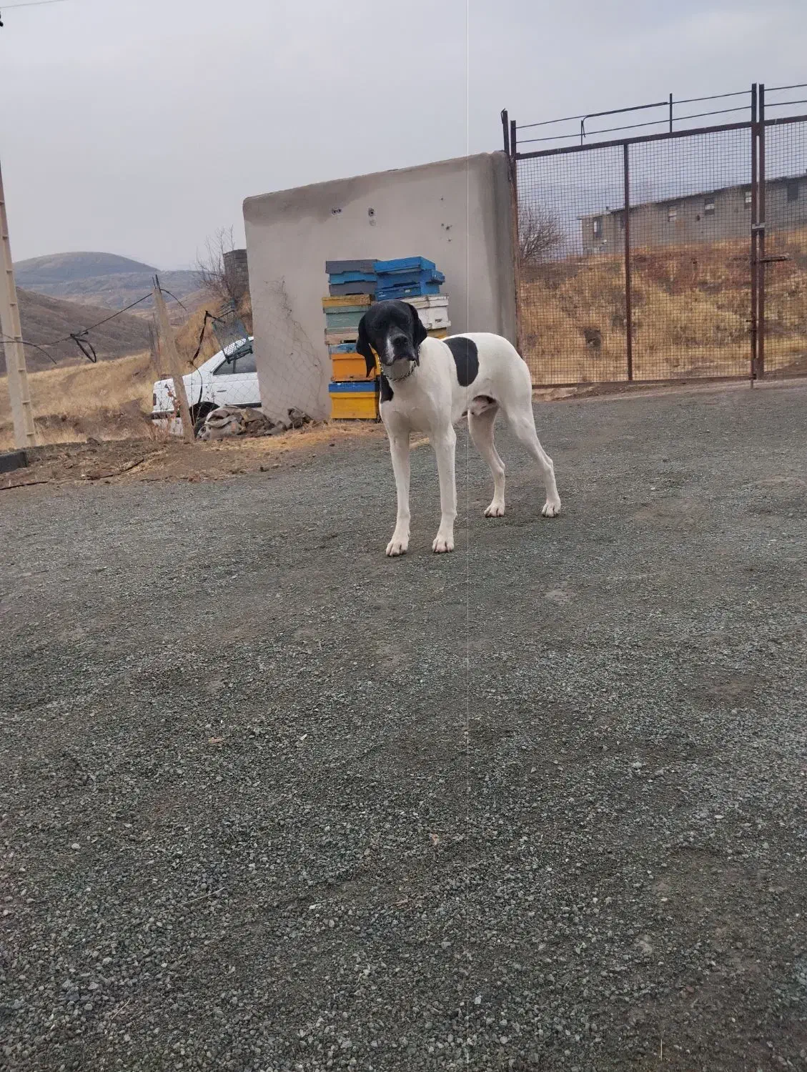 پوینتر انگلیسی|سگ|رشت, جماران|دیوار