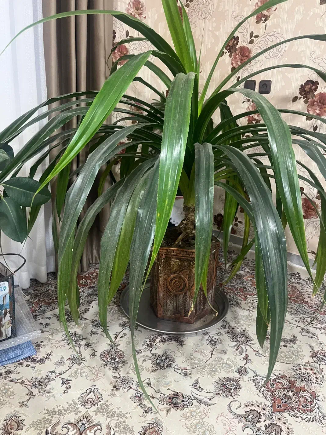 گل زیبا و بزرگ|گل و گیاه طبیعی|شاهرود, |دیوار