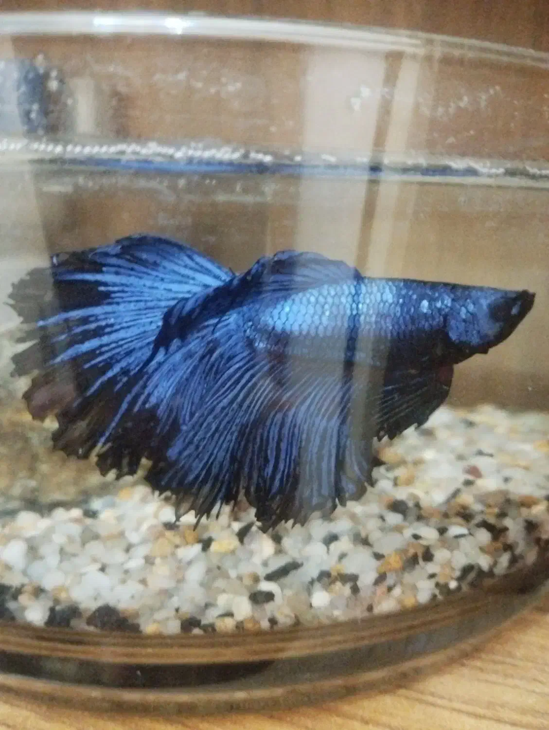 فایتر|ماهی|تهران, افسریه شمالی|دیوار