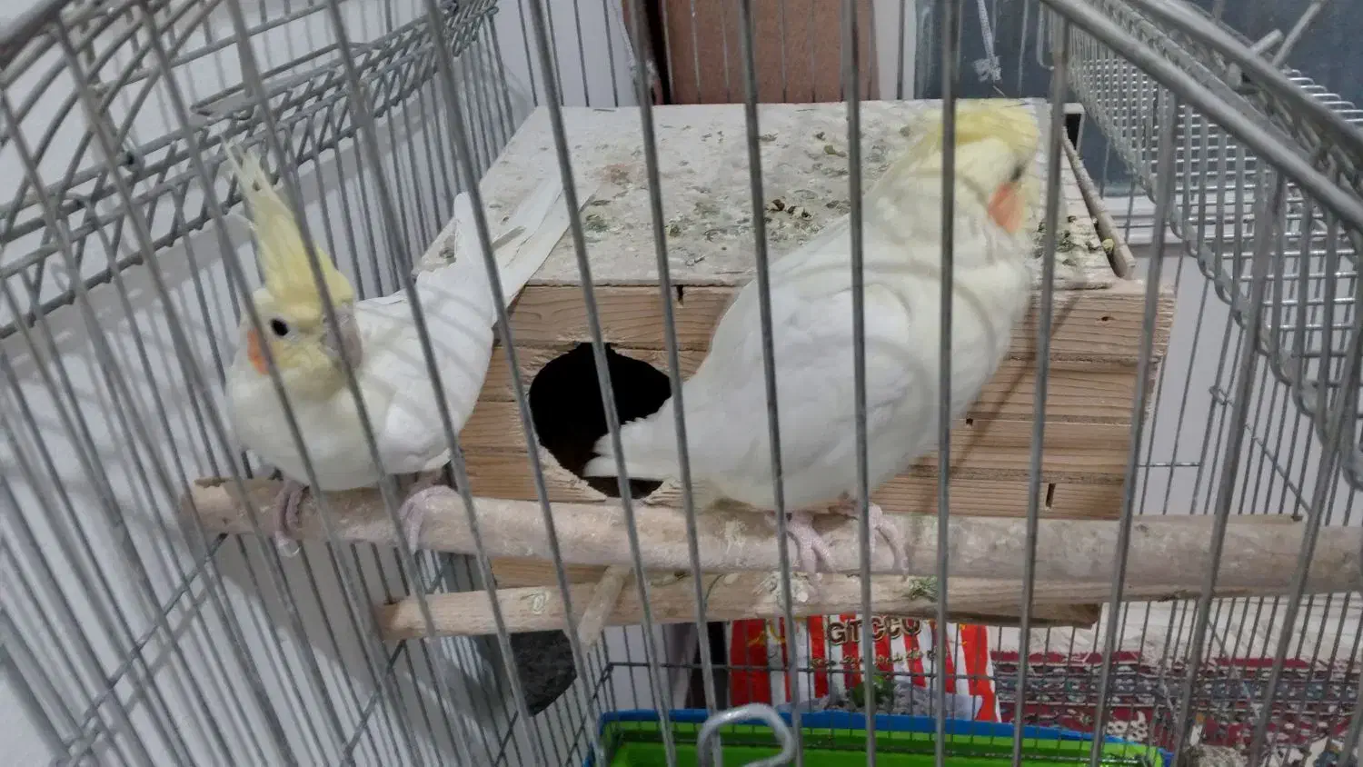 فروش عروس هلندی|پرنده|پیشوا, |دیوار