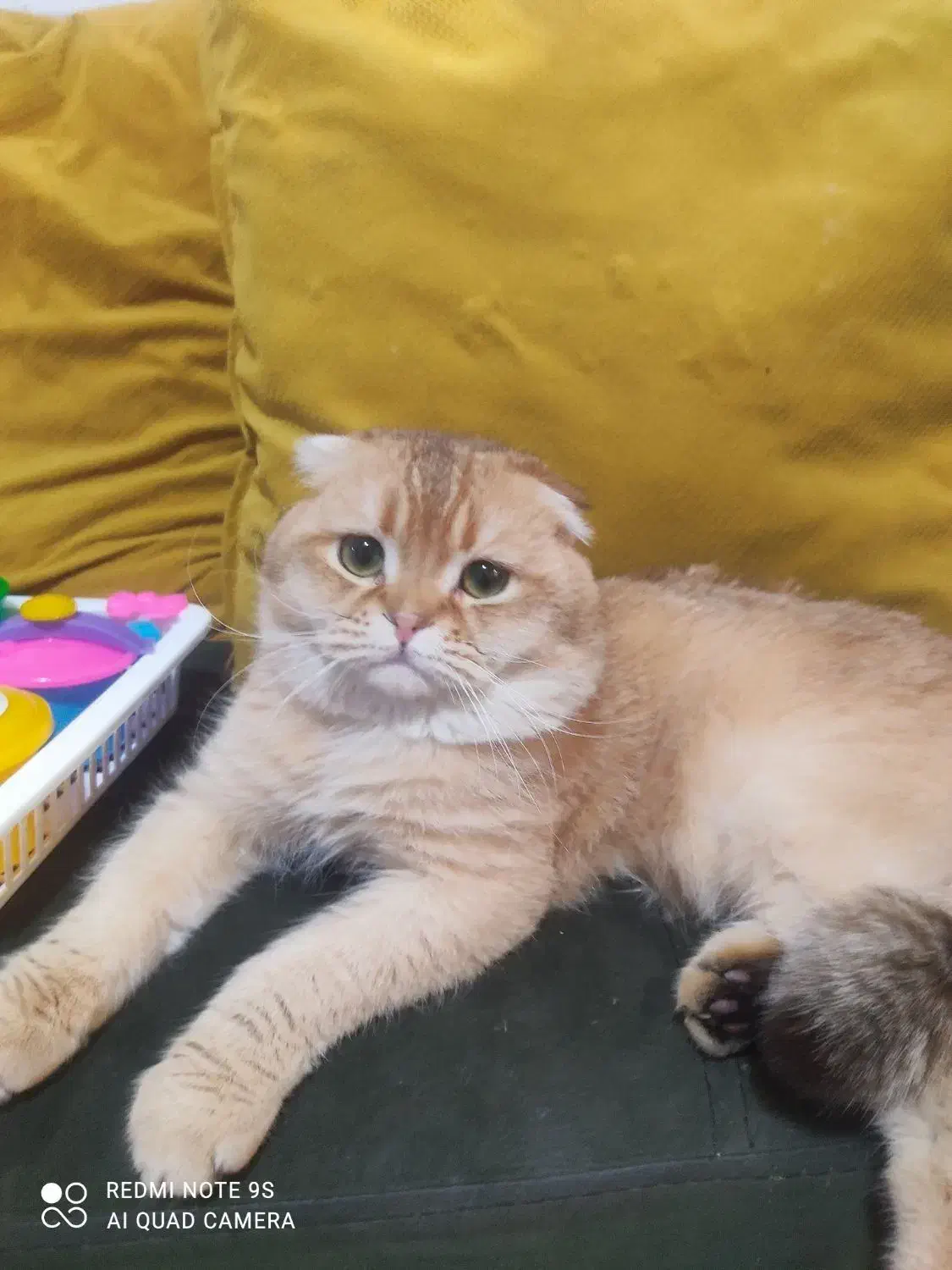 اسکاتیش گلد|گربه|اسلام‌شهر, شهرک توحید|دیوار