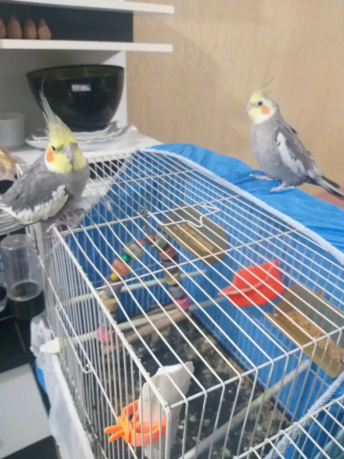 عروس هلندی|پرنده|گلبهار, شهر جدید گلبهار|دیوار