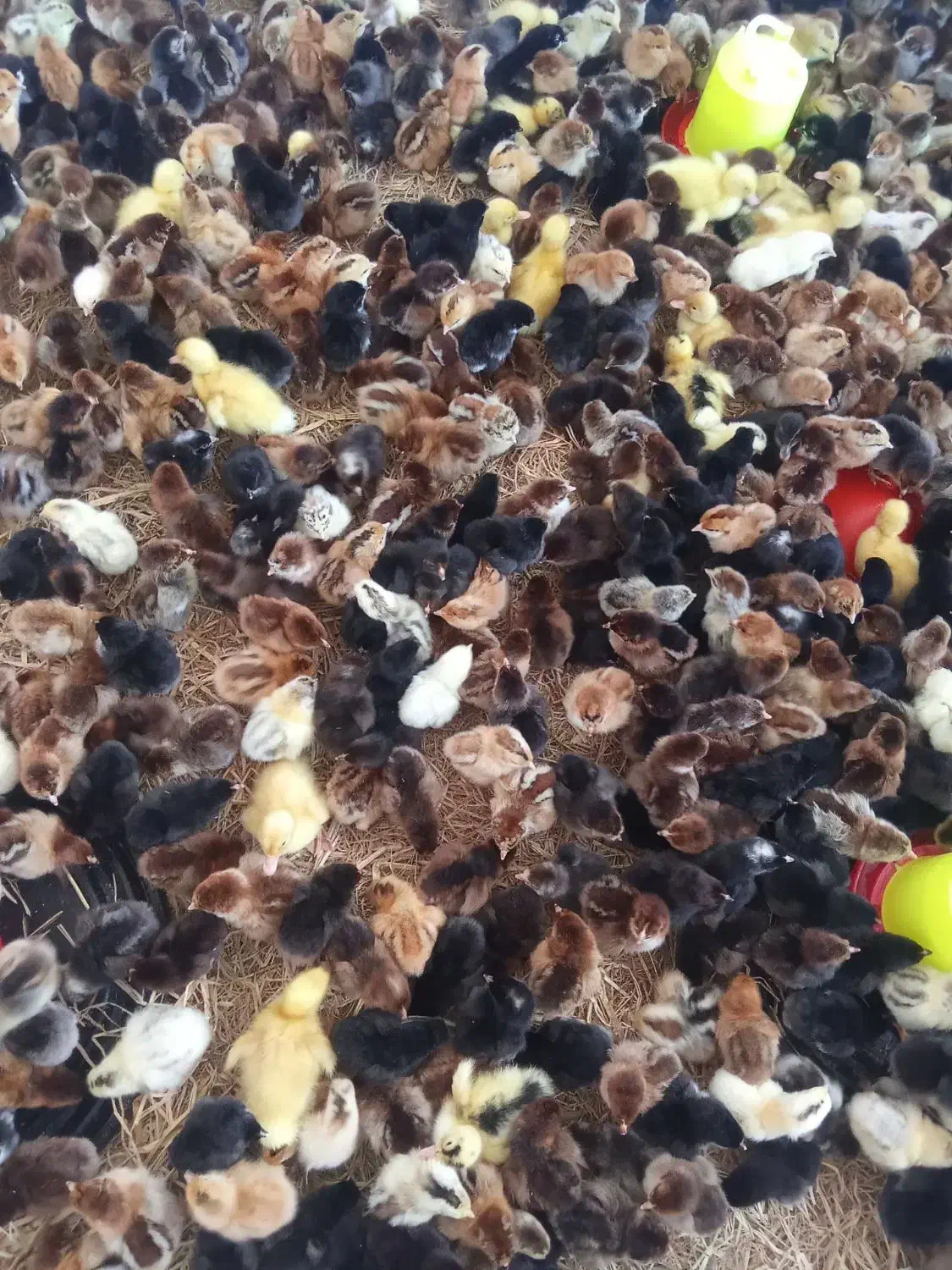 جوجه خانگی کاکلی پرپا اردک بوقلمون،راس 308|حیوانات مزرعه|مشهد, پورسینا|دیوار