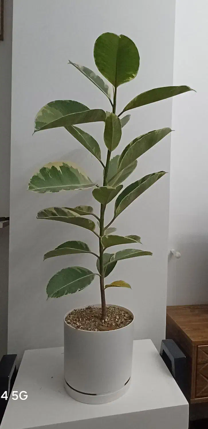 فیکوس ابلق|گل و گیاه طبیعی|شهریار, شهرک وائین|دیوار