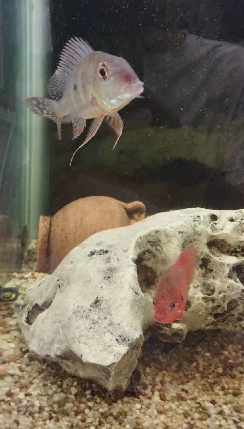 هفت عدد ماهی جهت معاوضه|ماهی|مهاجران, |دیوار