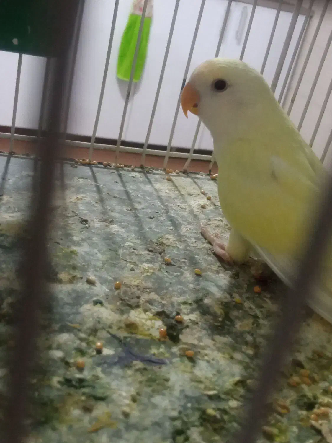 کوتوله برزیلی|پرنده|تربت‌حیدریه, شهرک ولیعصر|دیوار