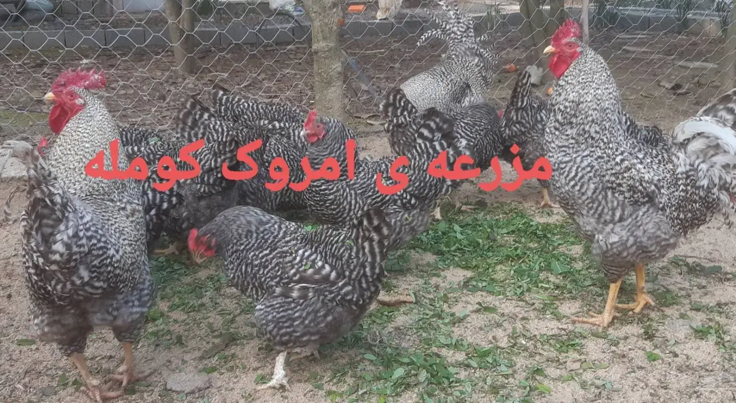 جوجه ی امروک آمریکایی اصیل|حیوانات مزرعه|لنگرود, |دیوار