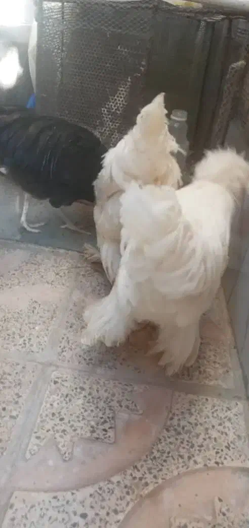 مرغ کاکلی|حیوانات مزرعه|سیرجان, |دیوار