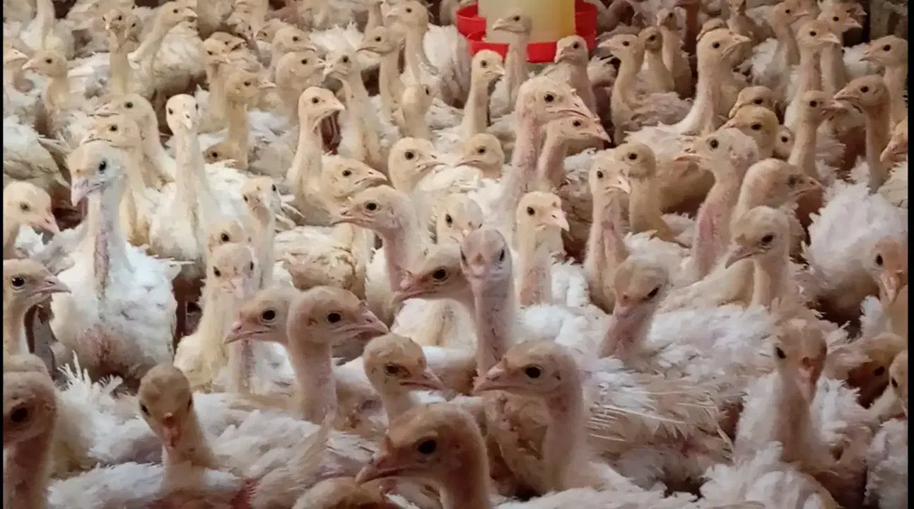 بوقلمون سنگین وزن (بیوتی۶)|حیوانات مزرعه|بوکان, |دیوار