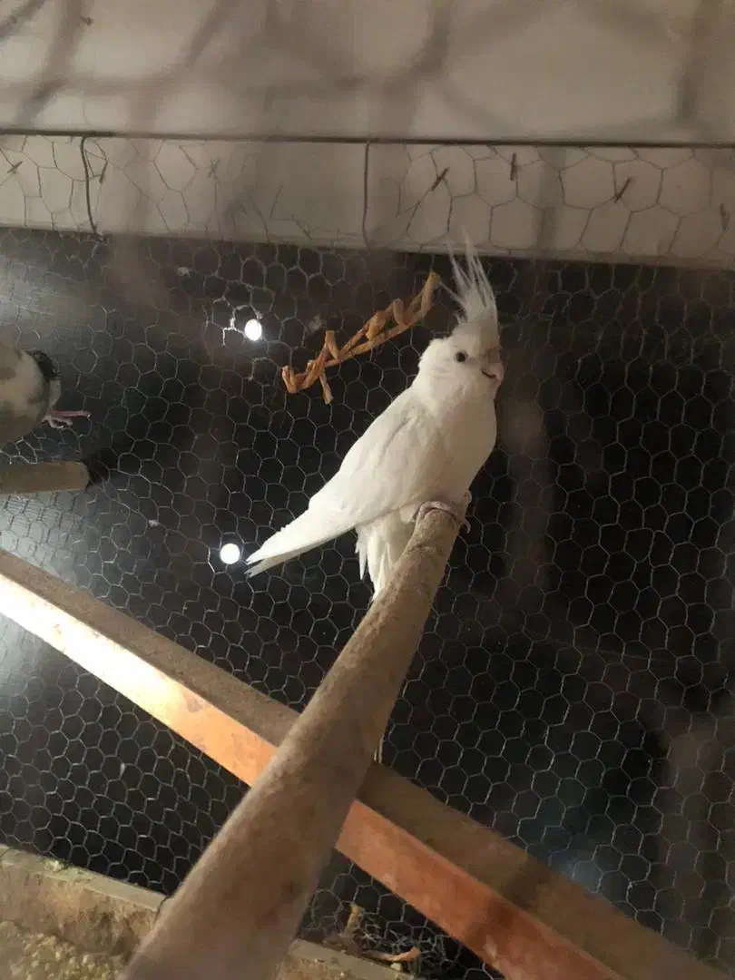 عروس هلندی|پرنده|سراوان, |دیوار