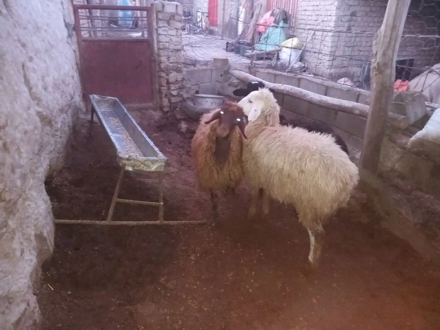 ۳ تا بره ماده پای قوچ|حیوانات مزرعه|چناران, |دیوار