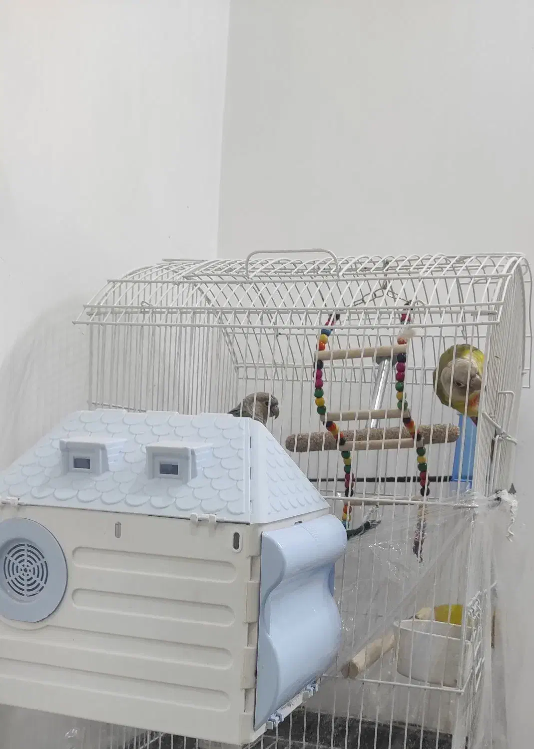 جفت گرینچیک|پرنده|نیشابور, شهرک قدس|دیوار