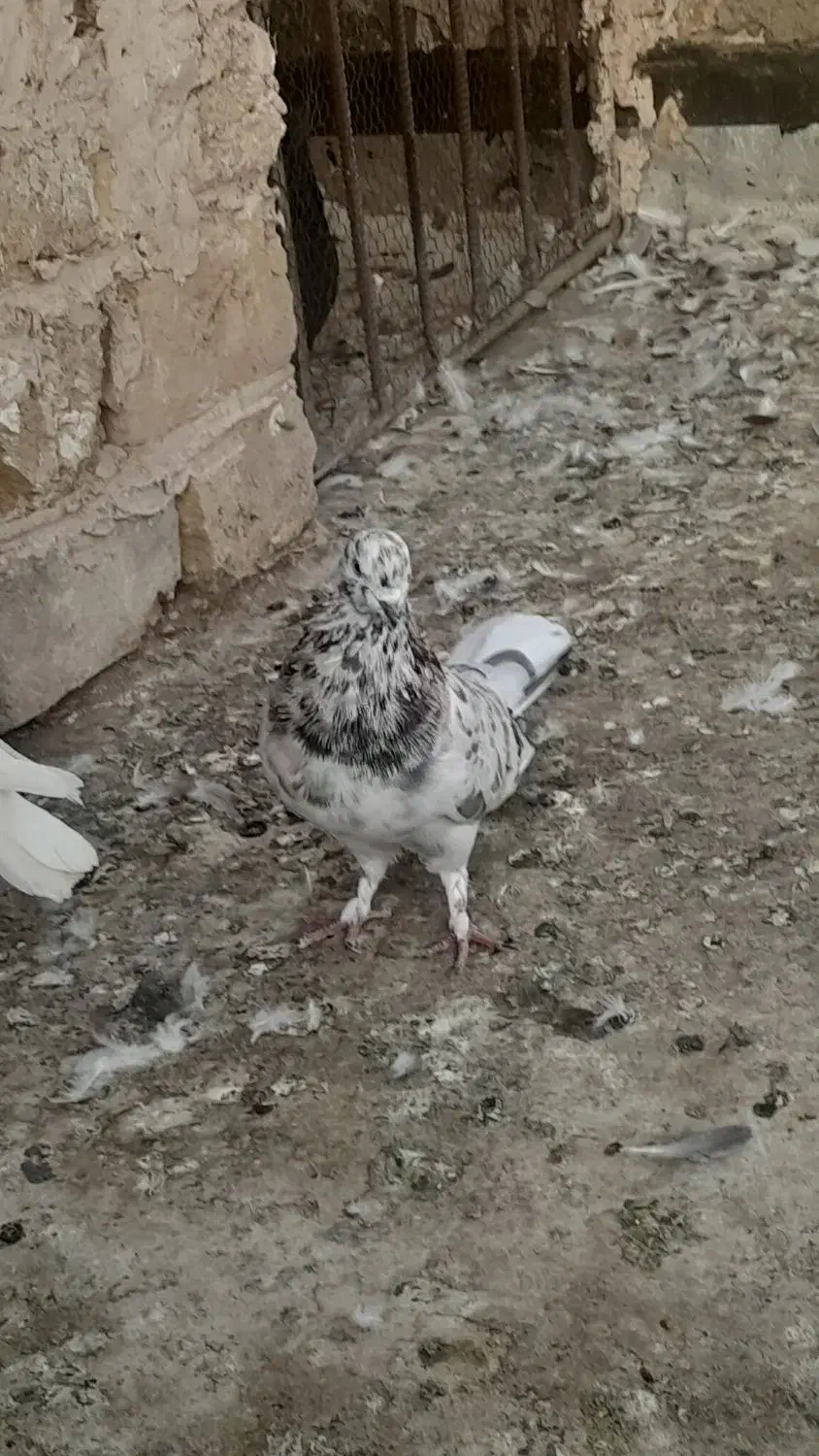 پرشی و خوش خال|پرنده|قم, آزادگان|دیوار