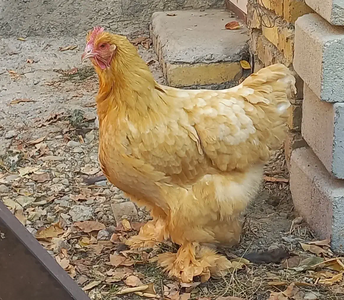 تک مرغ برهما|حیوانات مزرعه|تهران, جیحون|دیوار