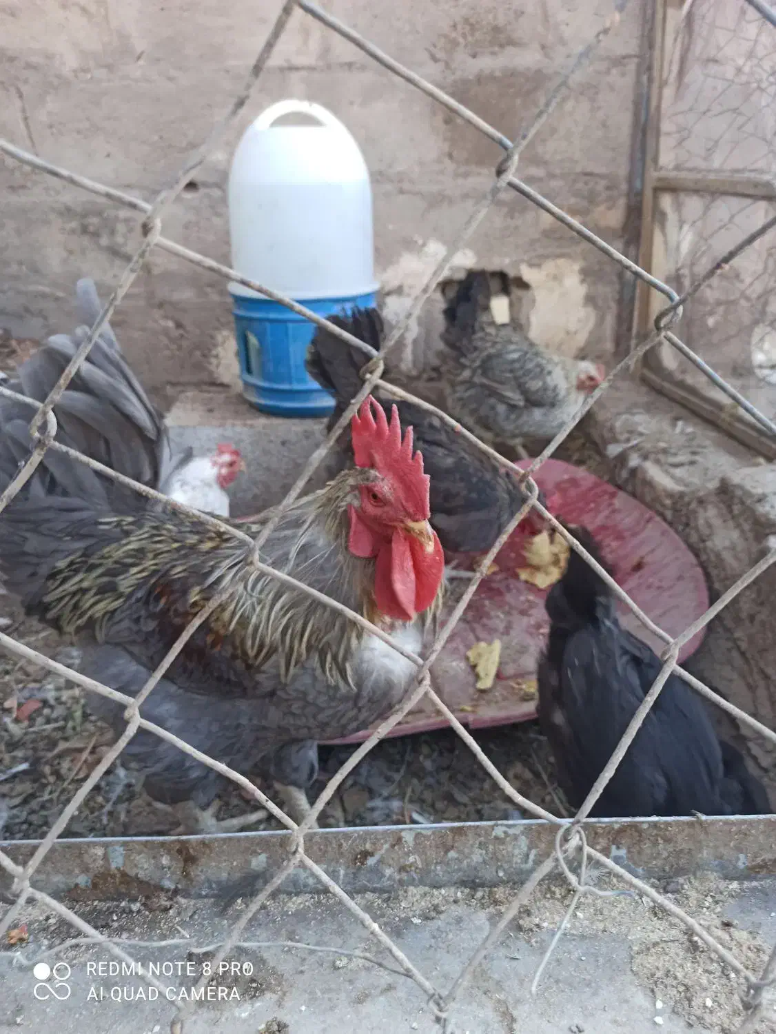 ترازو یک کیلوی خروس محلی|ابزارآلات|فردوس (کرمان), |دیوار