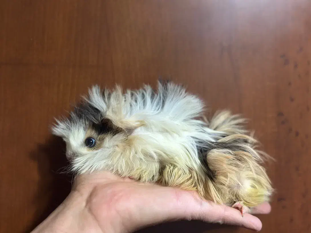 خوکچه هندی نژاد فشن|موش و خرگوش|تهران, یوسف‌آباد|دیوار