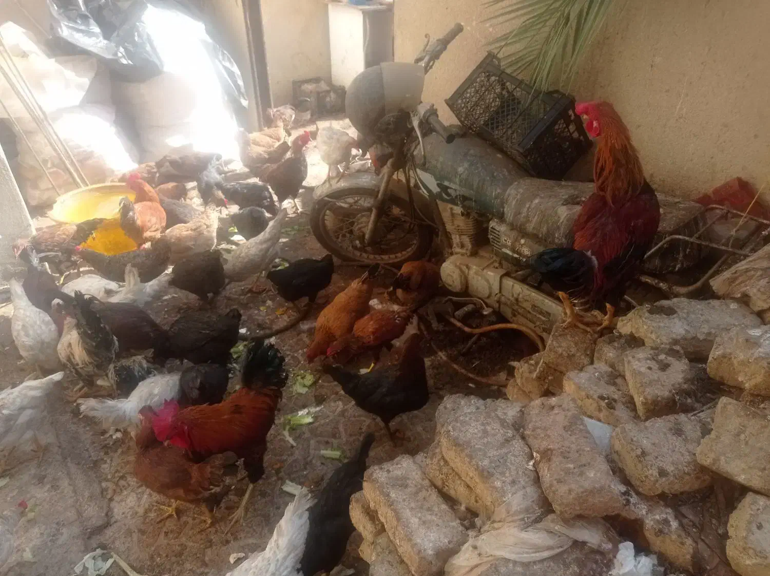 تعداد زیادی مرغ. رسمی تخم گذار وخروس لاری|حیوانات مزرعه|کهریزک, |دیوار