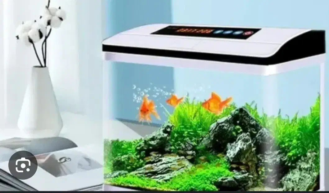 نصب وراه اندازی وسرویس آکواریوم|ماهی|کرج, عظیمیه|دیوار