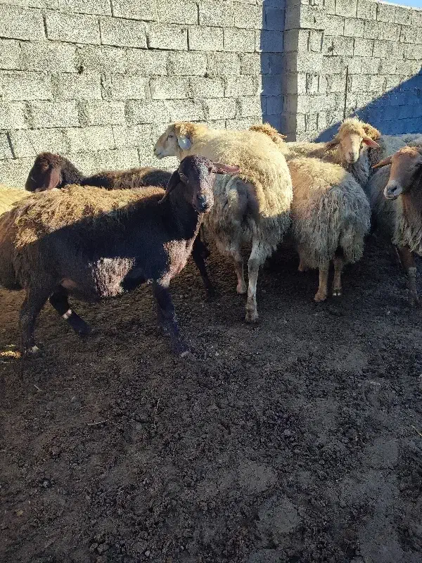 قوچ شیشک|حیوانات مزرعه|مشگین شهر, |دیوار