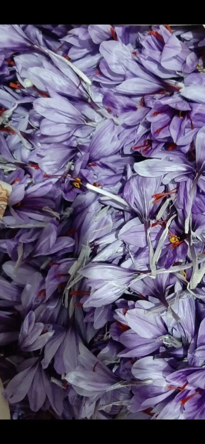 زعفران سرخ|خوردنی و آشامیدنی|مرند, |دیوار