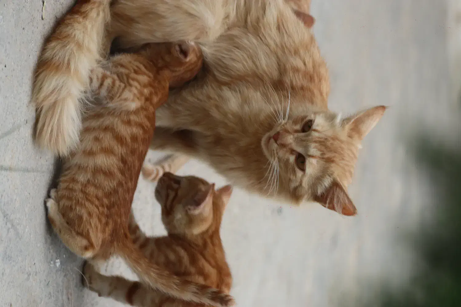 دوتا گربه واگذاری|گربه|کلاله, |دیوار