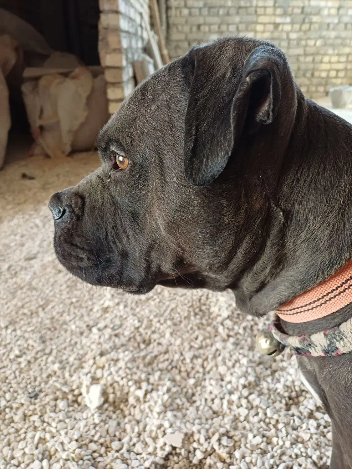 واگذاری سگ پیت بول|سگ|خمینی‌شهر, |دیوار