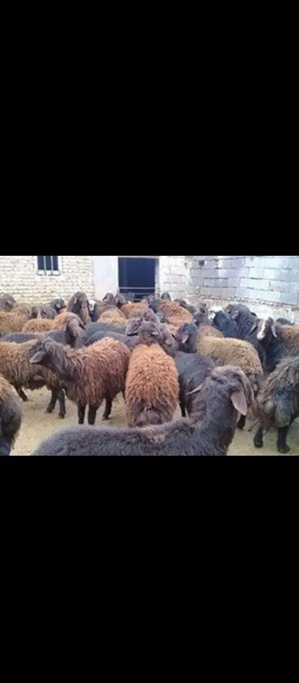 از۳۵کیلوتا 100کیلو|حیوانات مزرعه|ری, علایین|دیوار