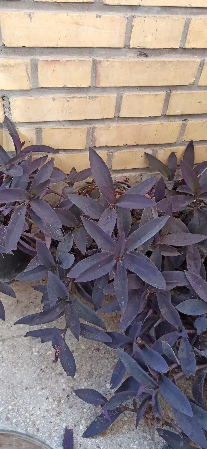 فروش گل و گیاه|گل و گیاه طبیعی|سمنان, |دیوار