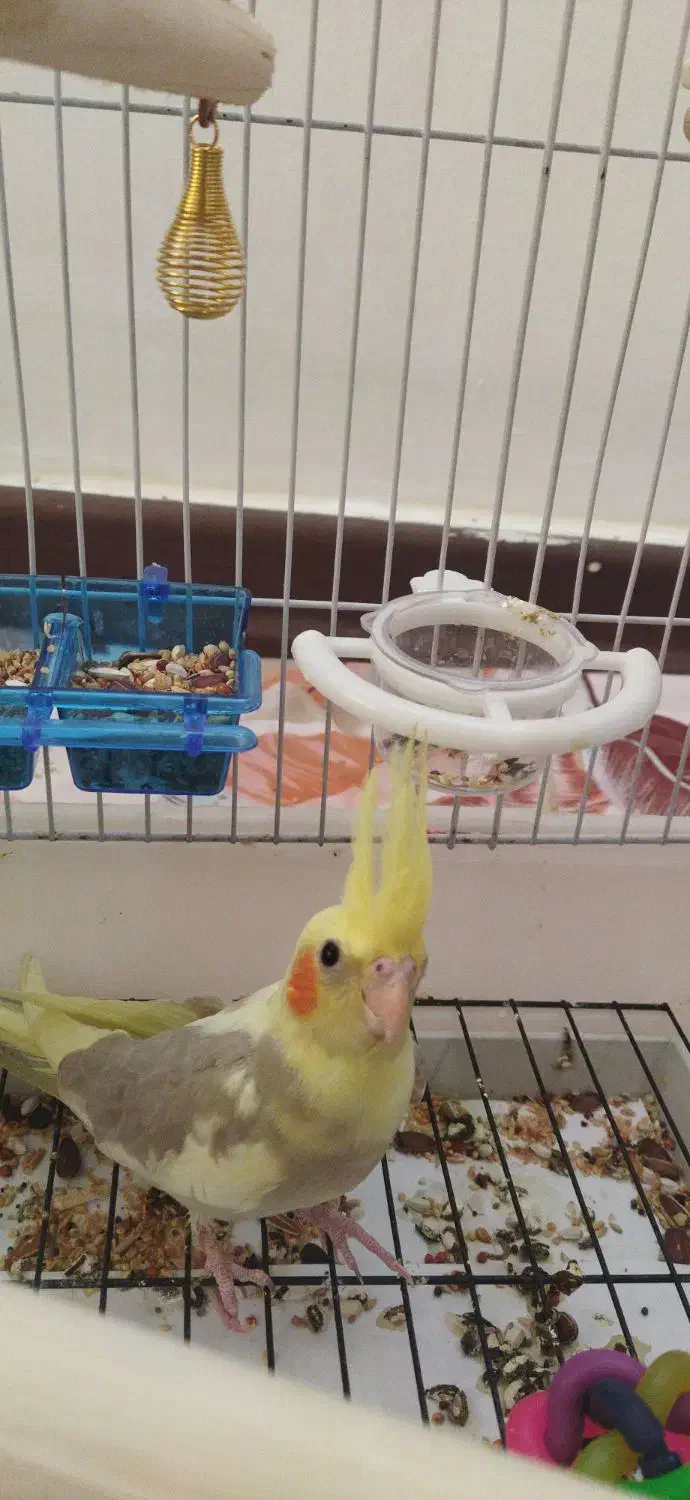 یک جفت عروس هلندی|پرنده|رشت, معلولین|دیوار