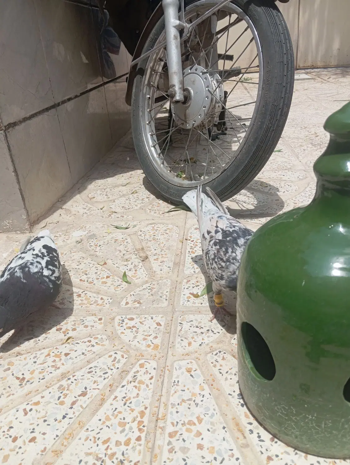 کفتر|پرنده|تاکستان, |دیوار