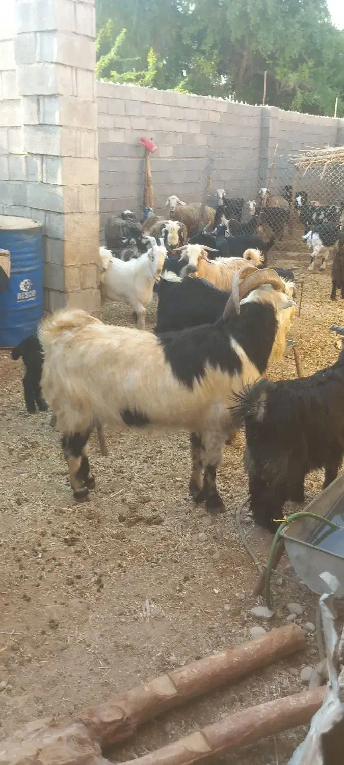 سابرین دو بر دو رگ  داشتی مست مست|حیوانات مزرعه|اندیمشک, |دیوار