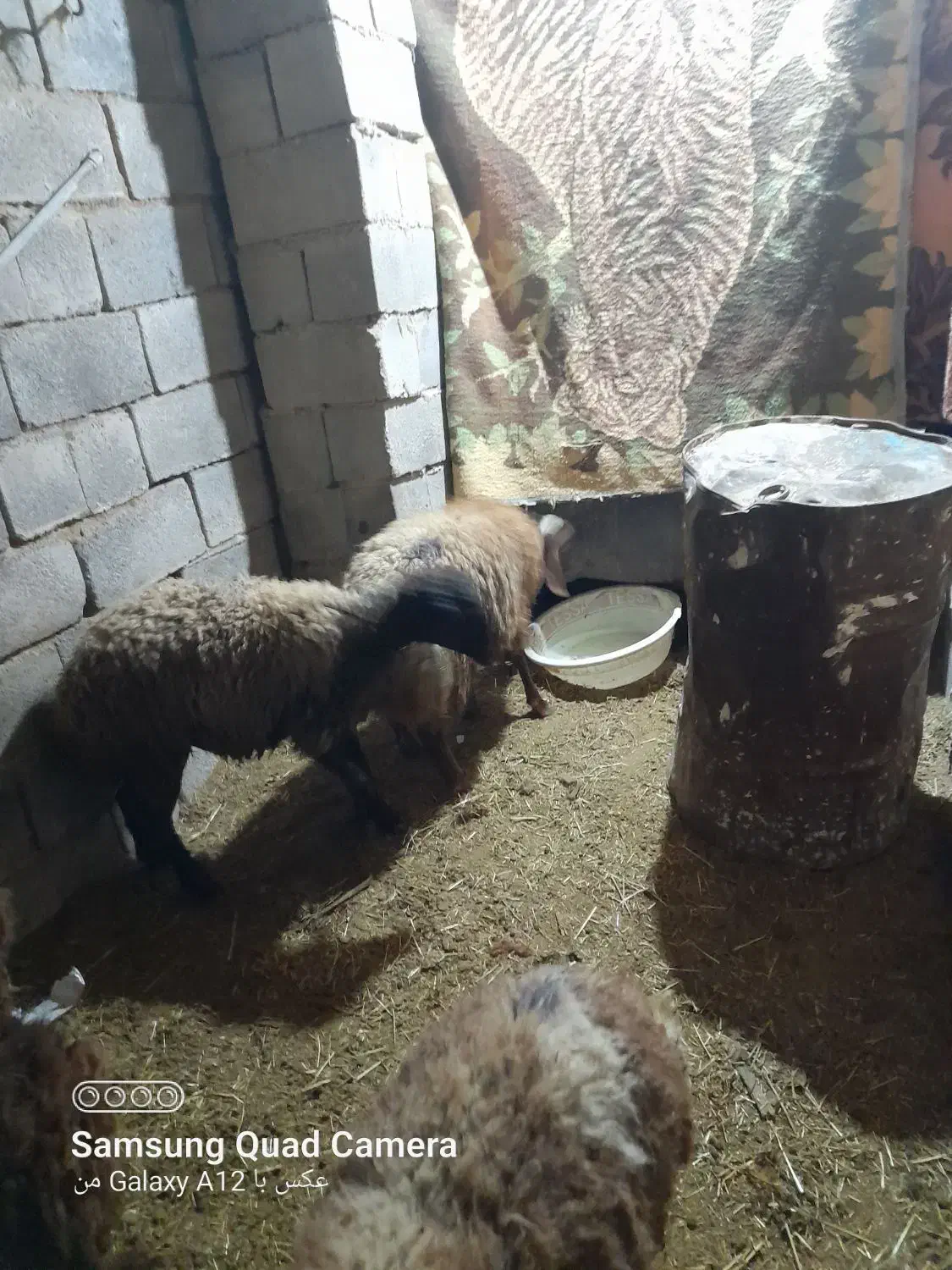 ۱۴راس کاورنرجفتی۳۰میلیون|حیوانات مزرعه|بلبان آباد, |دیوار