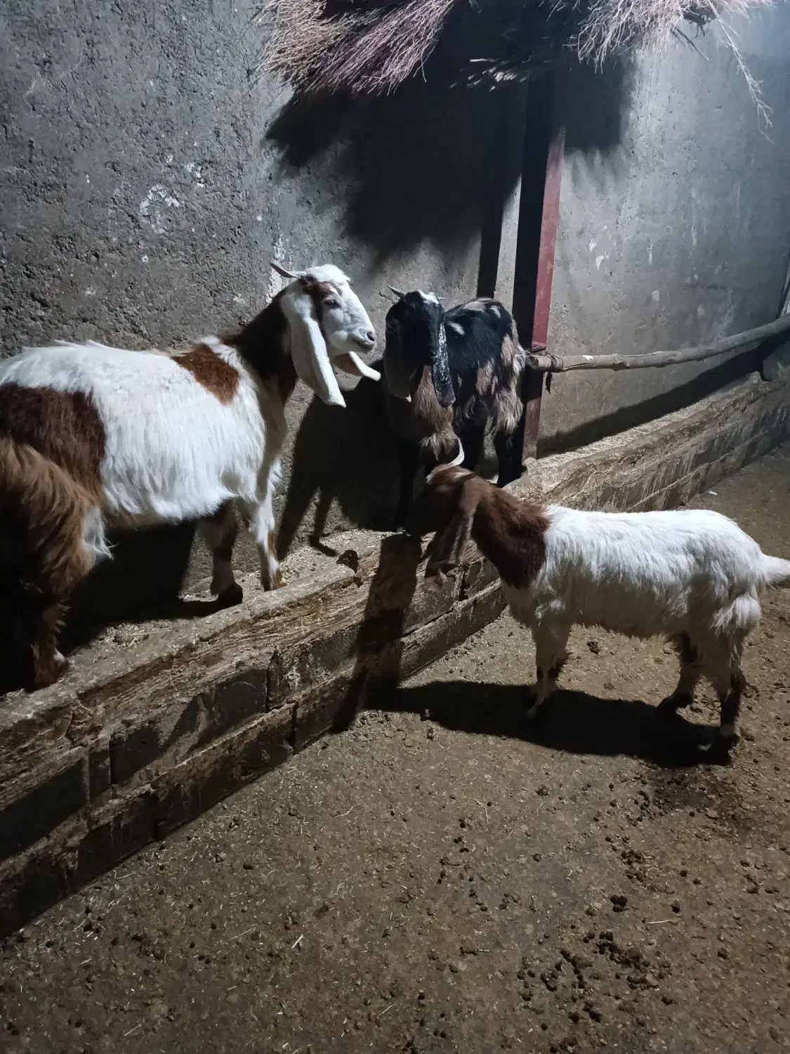 سه راس بزغاله ماده|حیوانات مزرعه|شیروان (لرستان), |دیوار