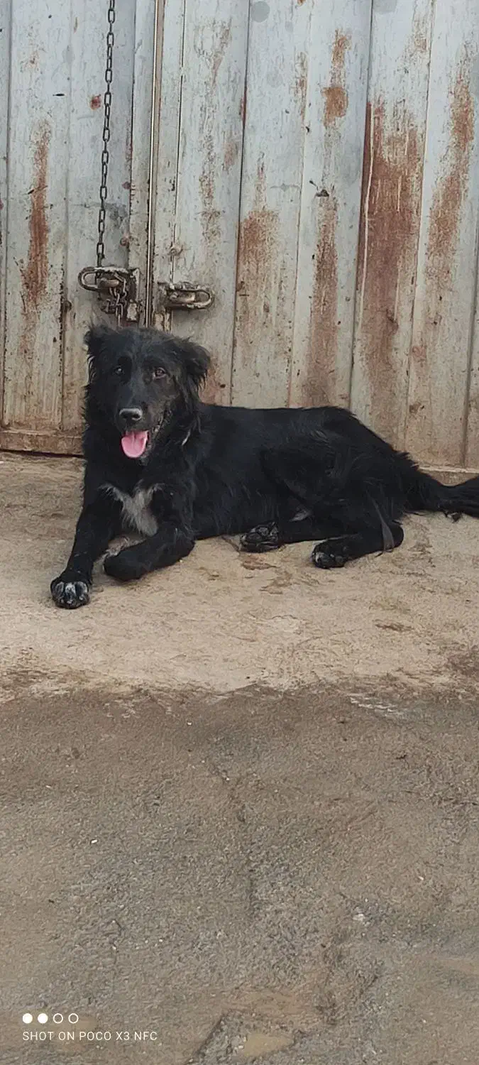 واگذاری سگ گله|سگ|نجف‌آباد, حومه نجف آباد|دیوار