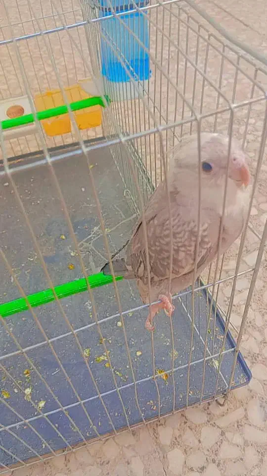 عروس هلندی دستی سراوان|پرنده|سراوان, |دیوار