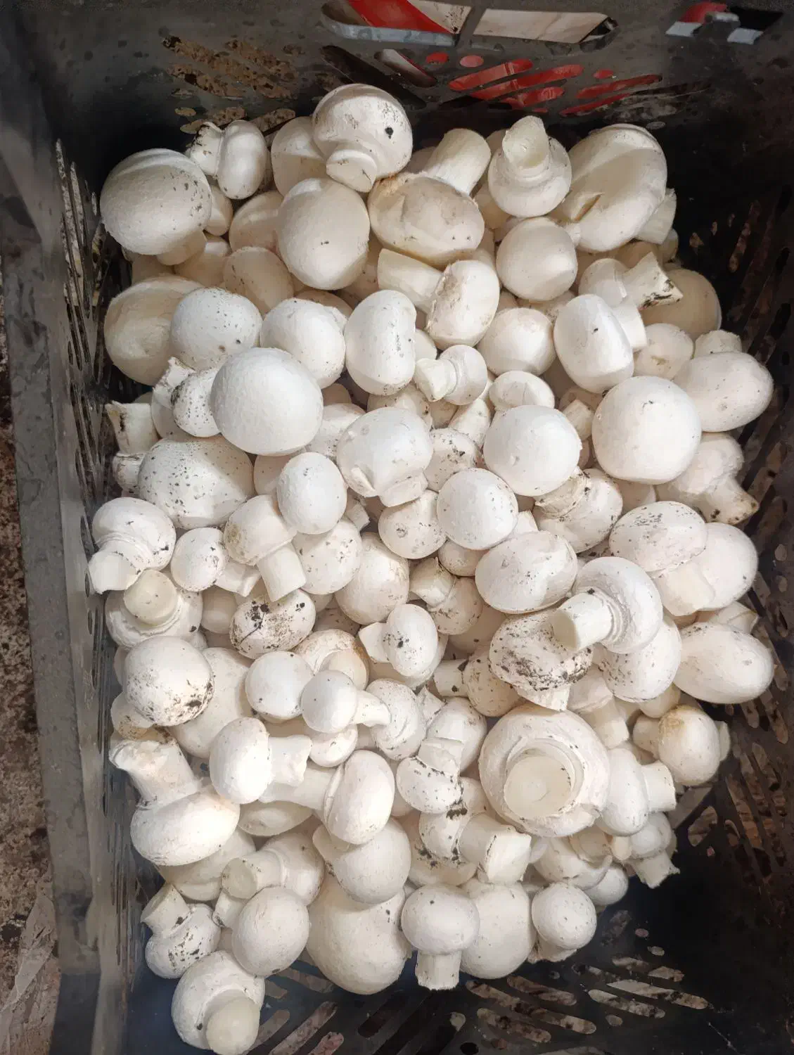 قارچ رجه۱/قارچ درجه۲/قارچ درجه۳|خوردنی و آشامیدنی|پاکدشت, پاکدشت (مامازند)|دیوار