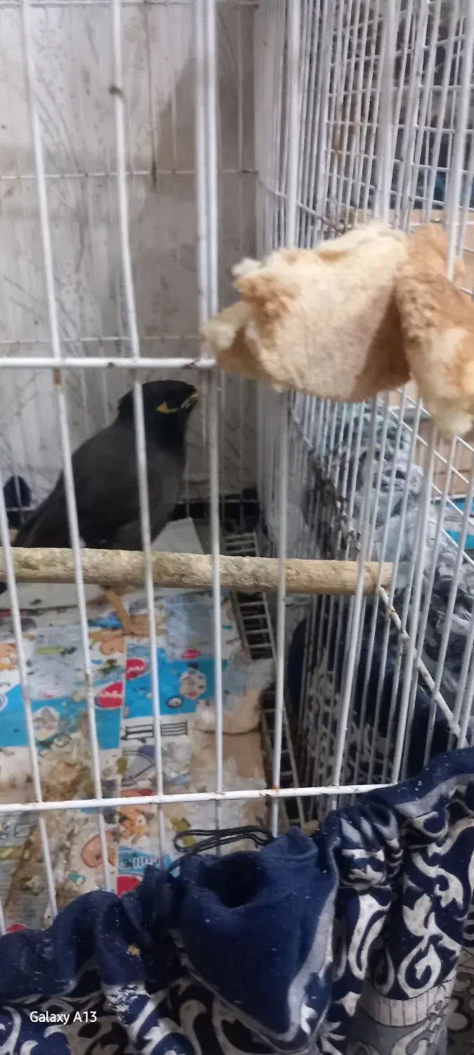 مینا سرحال وشاداب بازی گوش|پرنده|رشت, پسیخان|دیوار