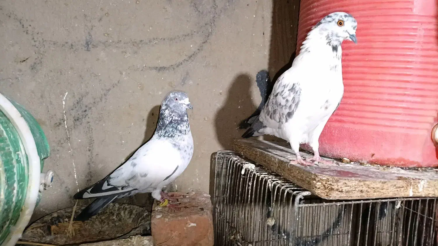 کفترپاکستانی پرشی|پرنده|ایرانشهر, |دیوار