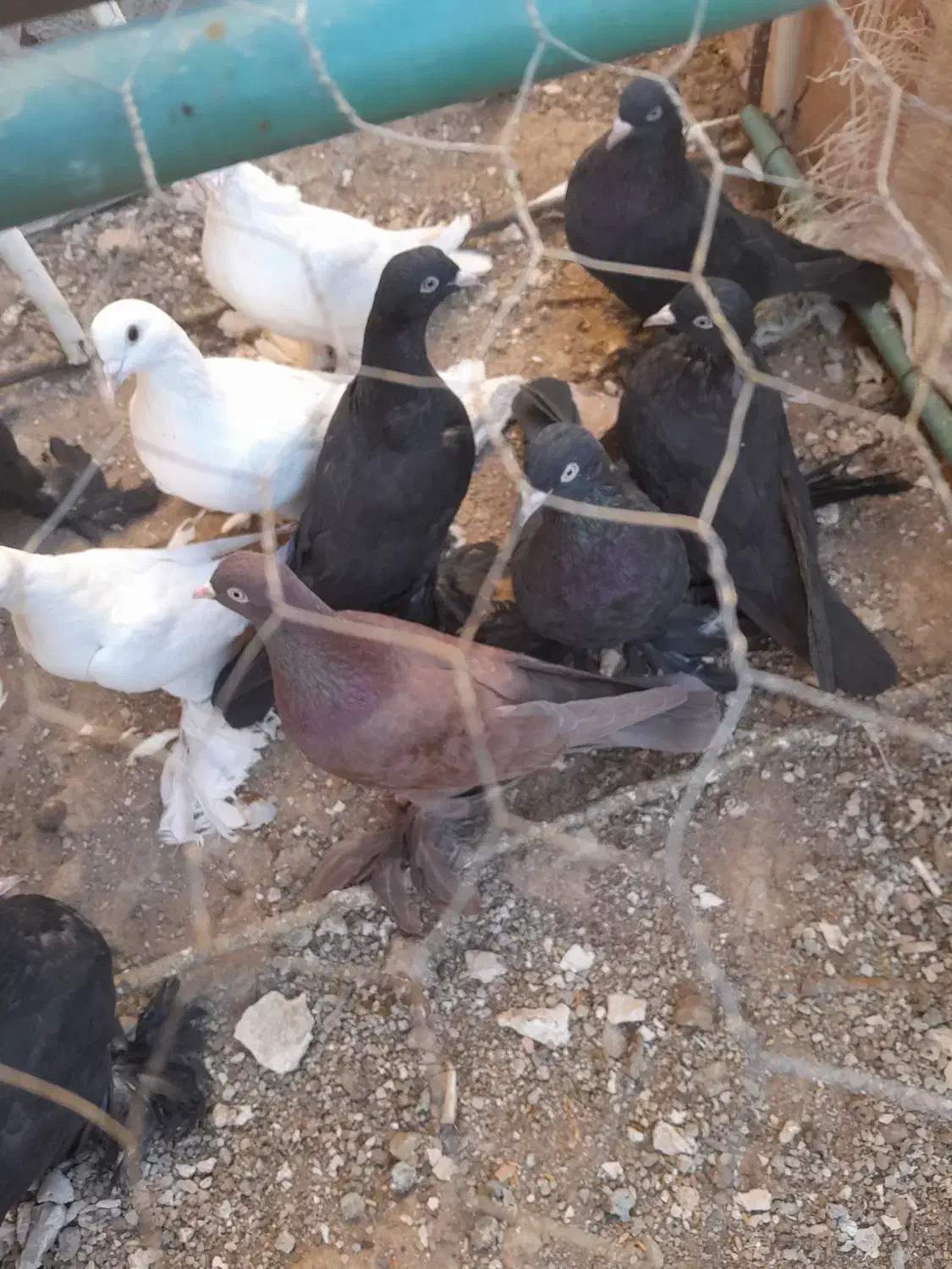 کبوترلوتی‌وسیاه‌پاپر|پرنده|اهر, |دیوار