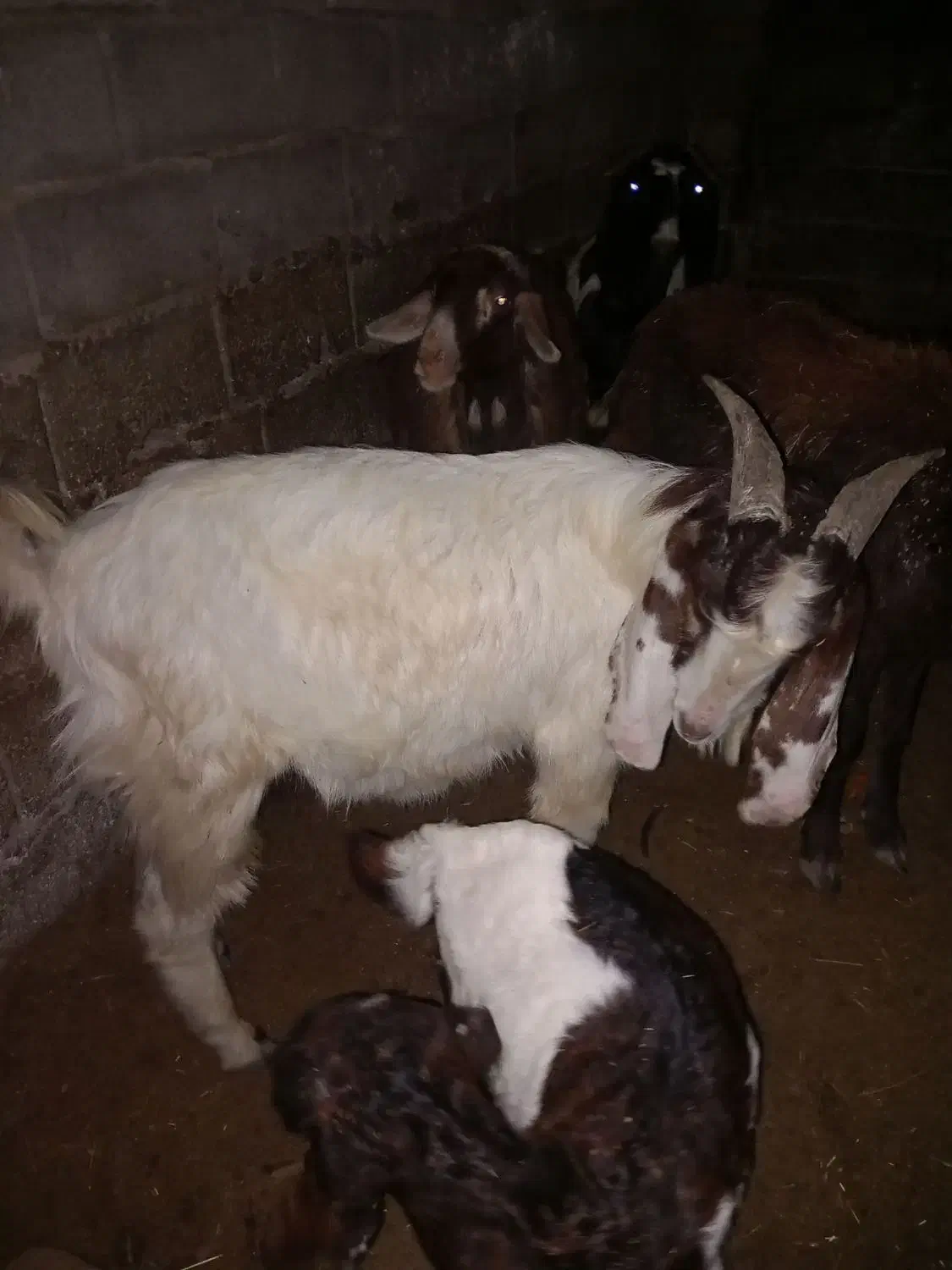 بز جوان|حیوانات مزرعه|آق قلا, |دیوار