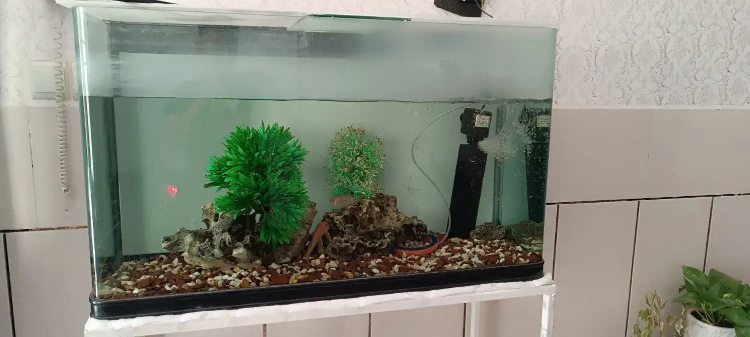 آکواریم|ماهی|سیرجان, |دیوار