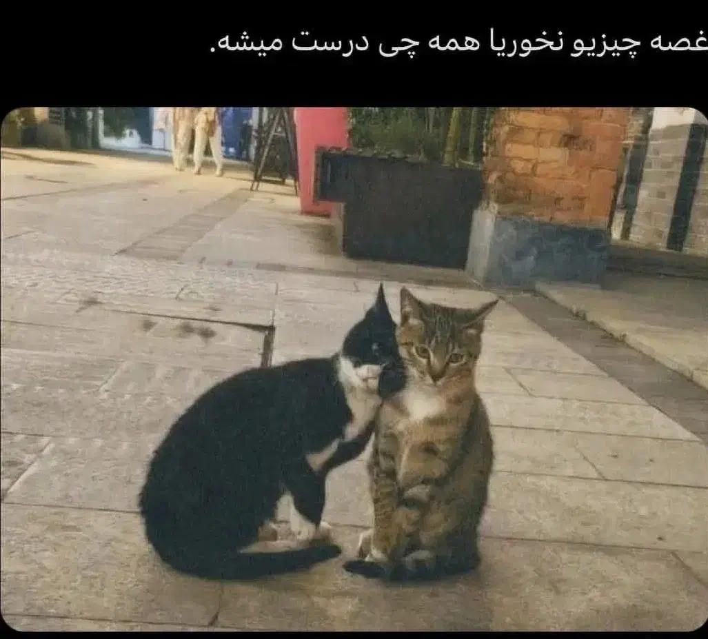 گربه|گربه|میان جلگه, |دیوار