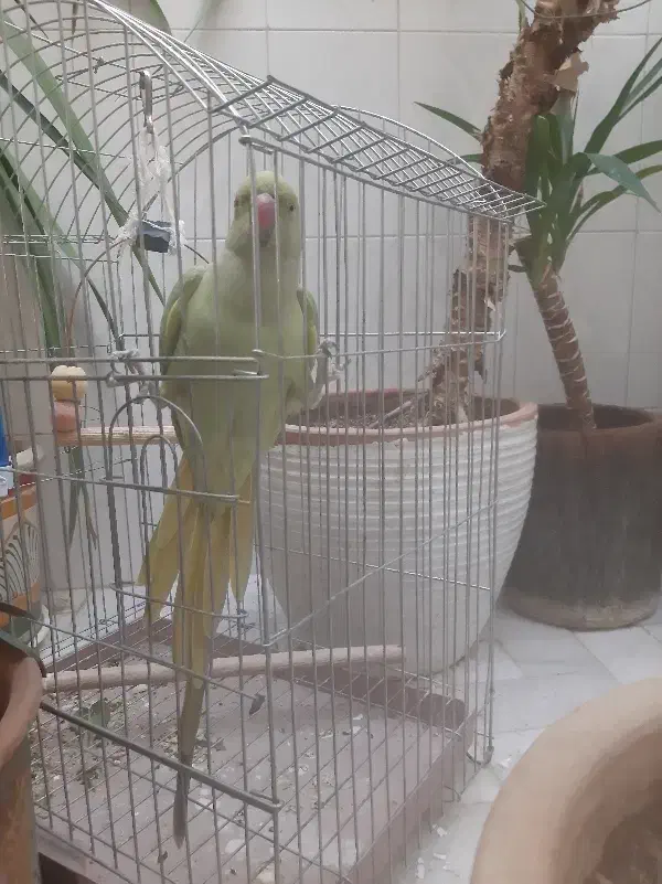 فروش طوطی ملنگو|پرنده|یزد, |دیوار