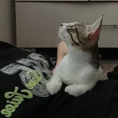 گربه خانگی واکسن زده شده شناسنامه دار|گربه|گنبد کاووس, |دیوار