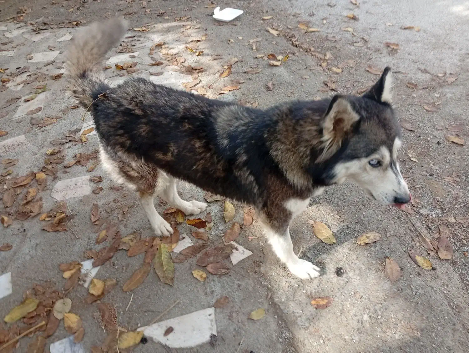 سگ هاسگی|سگ|ارومیه, |دیوار