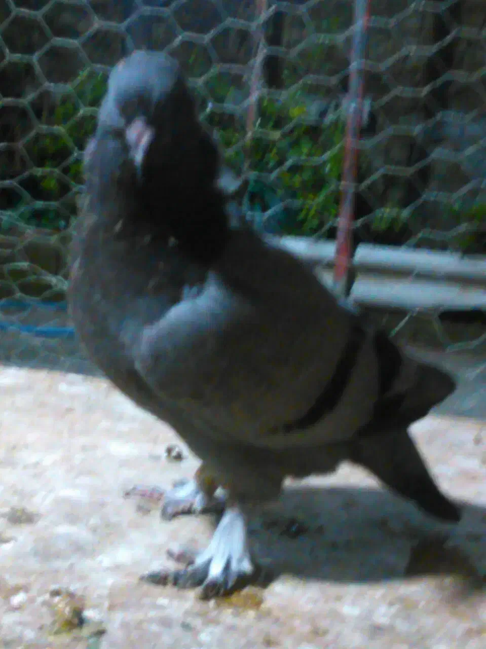 فروش کبوتر پرشی|پرنده|رامسر, |دیوار